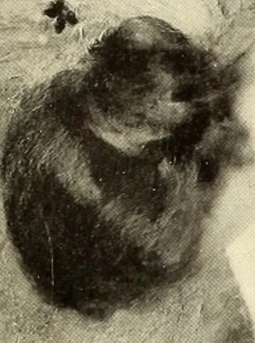 An illustration from George A. Hearn gift to the Metropolitan Museum of Art in the city of New York and Arthur Hoppock Hearn memorial fund, 1913, leaf 250