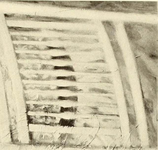An illustration from George A. Hearn gift to the Metropolitan Museum of Art in the city of New York and Arthur Hoppock Hearn memorial fund, 1913, leaf 250