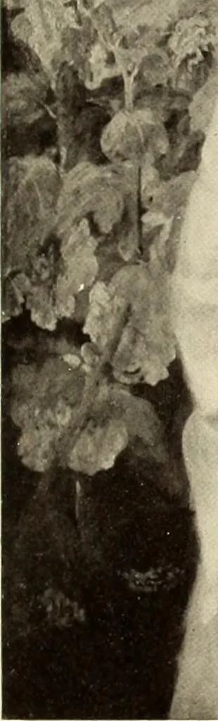 An illustration from George A. Hearn gift to the Metropolitan Museum of Art in the city of New York and Arthur Hoppock Hearn memorial fund, 1913, leaf 62