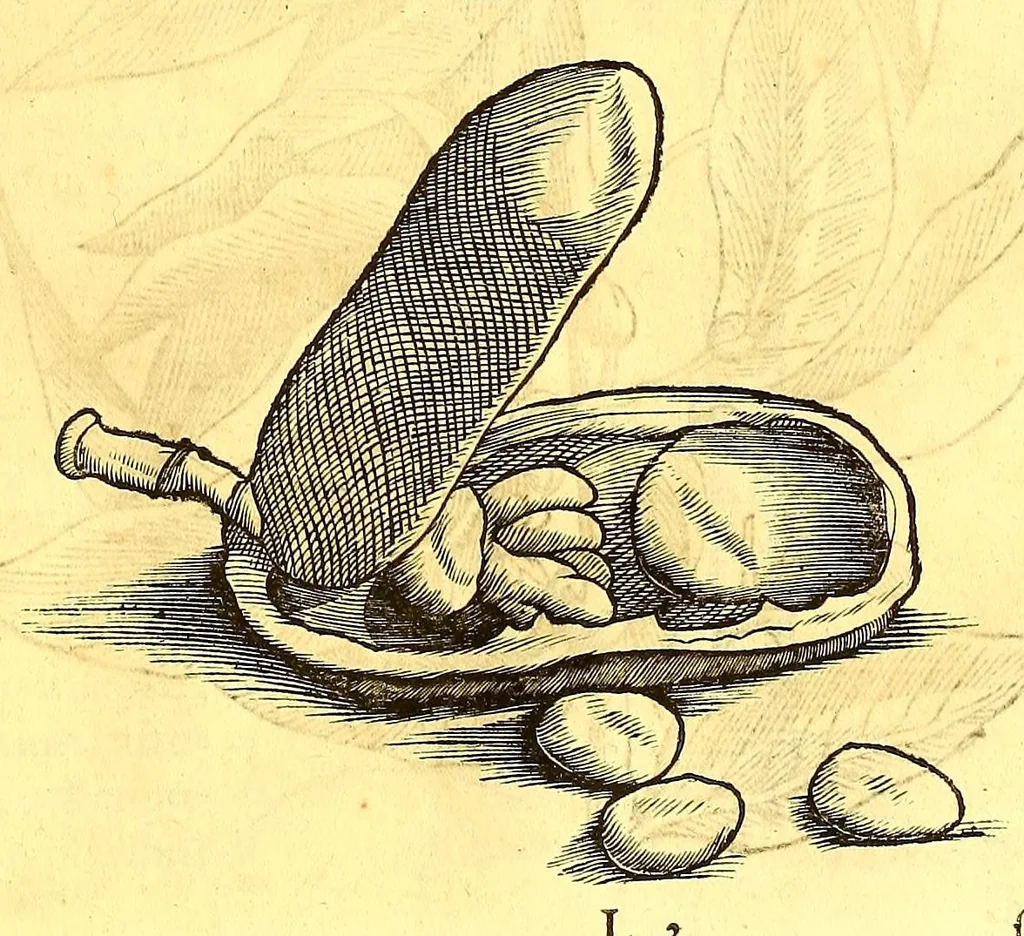 An illustration from Georgii Marcgravii de Liebstad, Tractatus topographicus & meteorologicus Brasiliæ, : cum eclipsi solari; : quibus additi sunt illius & aliorum commentarii de Brasiliensium & Chilensium indole & lingua, 1658, leaf 151