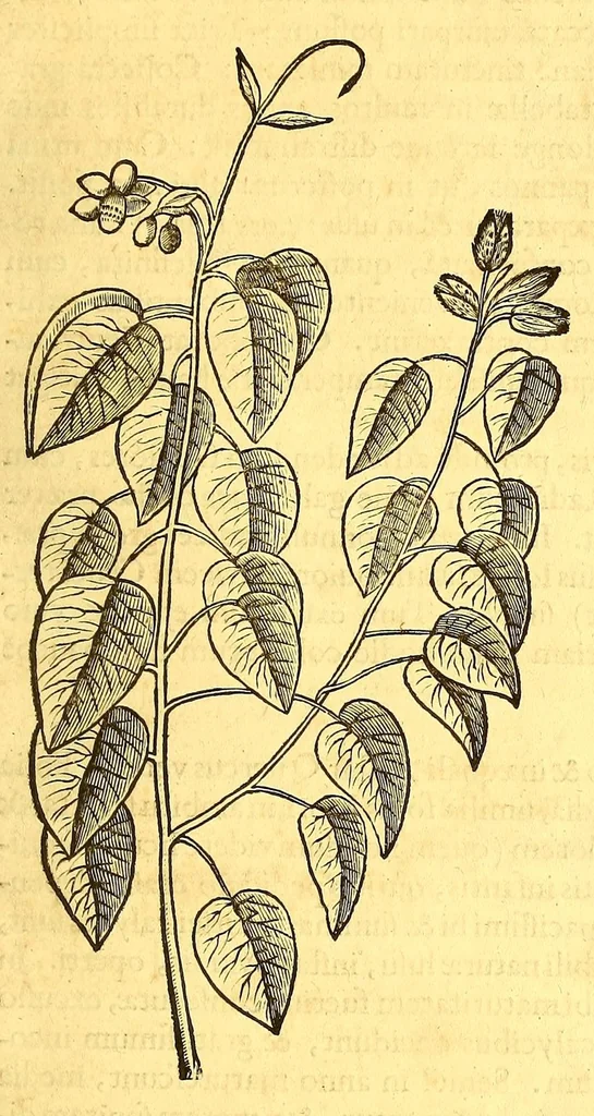 An illustration from Georgii Marcgravii de Liebstad, Tractatus topographicus & meteorologicus Brasiliæ, : cum eclipsi solari; : quibus additi sunt illius & aliorum commentarii de Brasiliensium & Chilensium indole & lingua, 1658, leaf 161