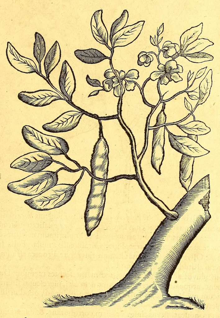 An illustration from Georgii Marcgravii de Liebstad, Tractatus topographicus & meteorologicus Brasiliæ, : cum eclipsi solari; : quibus additi sunt illius & aliorum commentarii de Brasiliensium & Chilensium indole & lingua, 1658, leaf 171