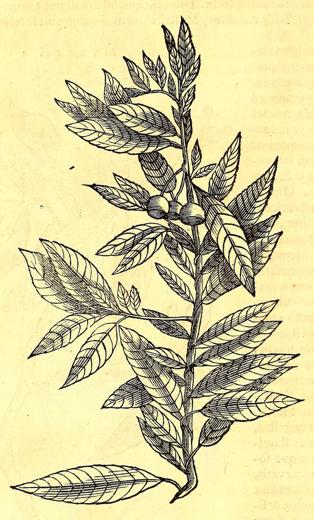 An illustration from Georgii Marcgravii de Liebstad, Tractatus topographicus & meteorologicus Brasiliæ, : cum eclipsi solari; : quibus additi sunt illius & aliorum commentarii de Brasiliensium & Chilensium indole & lingua, 1658, leaf 200