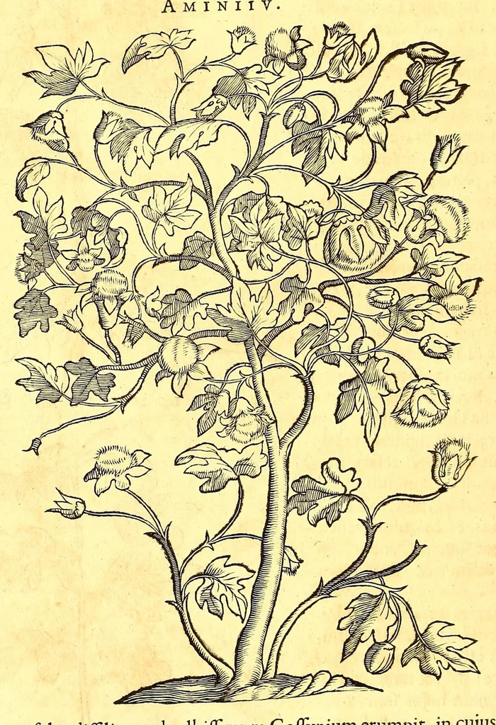 An illustration from Georgii Marcgravii de Liebstad, Tractatus topographicus & meteorologicus Brasiliæ, : cum eclipsi solari; : quibus additi sunt illius & aliorum commentarii de Brasiliensium & Chilensium indole & lingua, 1658, leaf 214