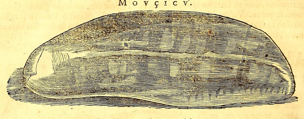 An illustration from Georgii Marcgravii de Liebstad, Tractatus topographicus & meteorologicus Brasiliæ, : cum eclipsi solari; : quibus additi sunt illius & aliorum commentarii de Brasiliensium & Chilensium indole & lingua, 1658, leaf 326
