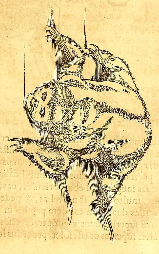 An illustration from Georgii Marcgravii de Liebstad, Tractatus topographicus & meteorologicus Brasiliæ, : cum eclipsi solari; : quibus additi sunt illius & aliorum commentarii de Brasiliensium & Chilensium indole & lingua, 1658, leaf 351