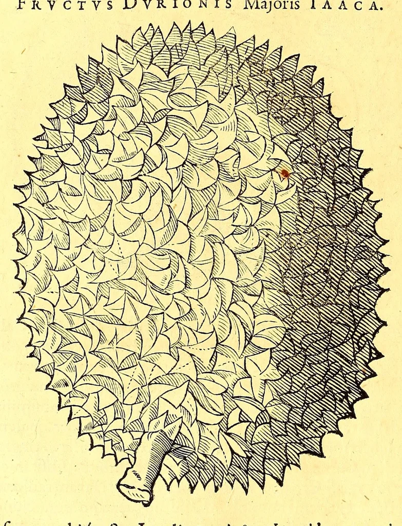 An illustration from Georgii Marcgravii de Liebstad, Tractatus topographicus & meteorologicus Brasiliæ, : cum eclipsi solari; : quibus additi sunt illius & aliorum commentarii de Brasiliensium & Chilensium indole & lingua, 1658, leaf 524