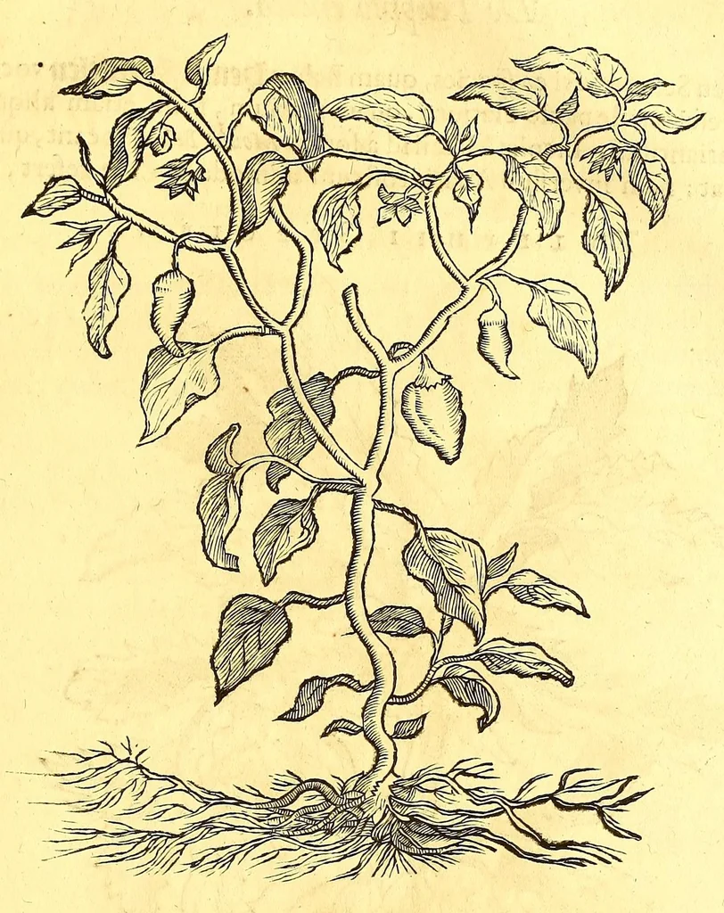 An illustration from Georgii Marcgravii de Liebstad, Tractatus topographicus & meteorologicus Brasiliæ, : cum eclipsi solari; : quibus additi sunt illius & aliorum commentarii de Brasiliensium & Chilensium indole & lingua, 1658, leaf 537