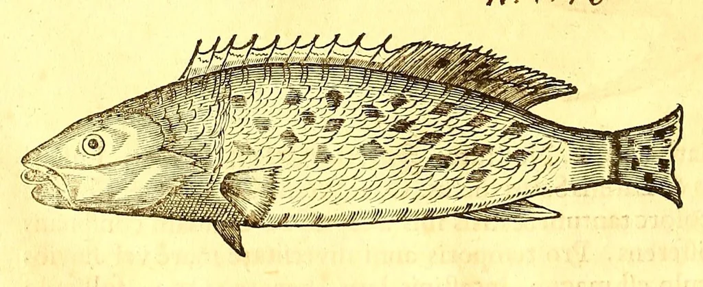 An illustration from Georgii Marcgravii de Liebstad, Tractatus topographicus & meteorologicus Brasiliæ, : cum eclipsi solari; : quibus additi sunt illius & aliorum commentarii de Brasiliensium & Chilensium indole & lingua, 1658, leaf 82