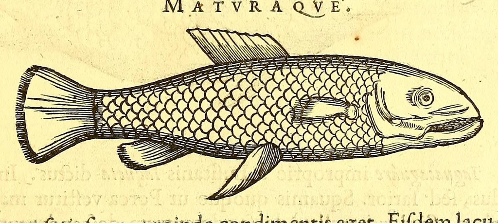 An illustration from Georgii Marcgravii de Liebstad, Tractatus topographicus & meteorologicus Brasiliæ, : cum eclipsi solari; : quibus additi sunt illius & aliorum commentarii de Brasiliensium & Chilensium indole & lingua, 1658, leaf 95