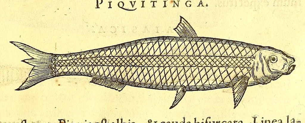 An illustration from Georgii Marcgravii de Liebstad, Tractatus topographicus & meteorologicus Brasiliæ, : cum eclipsi solari; : quibus additi sunt illius & aliorum commentarii de Brasiliensium & Chilensium indole & lingua, 1658, leaf 95