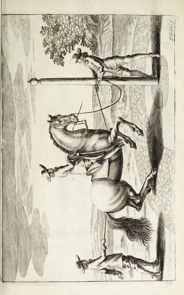 An illustration from Georgii Simonis Winteri, Bellerophon, sive, Eques peritus : hoc est, artis equestris accuratissima institutio : opere bipartito, seu duobus libris, absoluta .., 1678, leaf 141