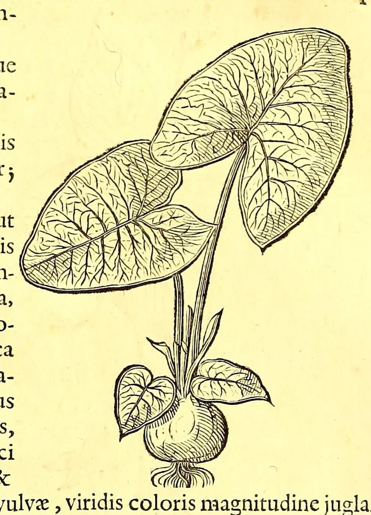 An illustration from Georgi Marcgravi de Liebstad, misnici Germani, Historiæ rerum naturalium Brasiliæ, libri octo ... : Cum appendice de Tapuyis, et Chilensibus., 1648, leaf 184