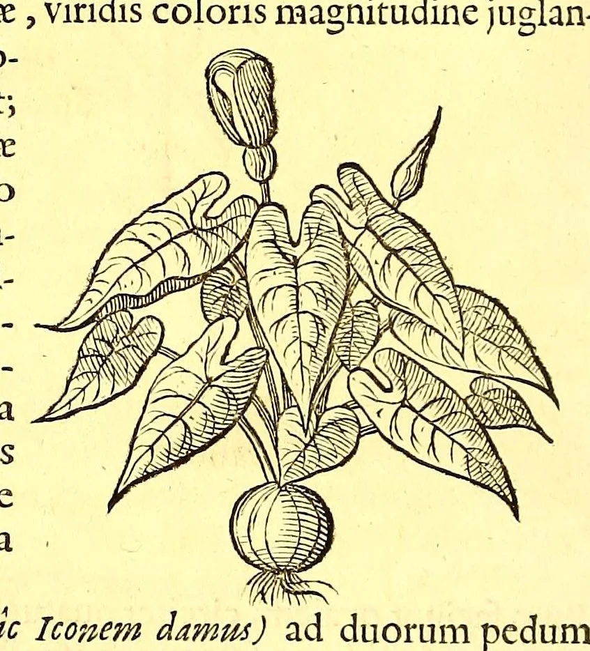 An illustration from Georgi Marcgravi de Liebstad, misnici Germani, Historiæ rerum naturalium Brasiliæ, libri octo ... : Cum appendice de Tapuyis, et Chilensibus., 1648, leaf 184