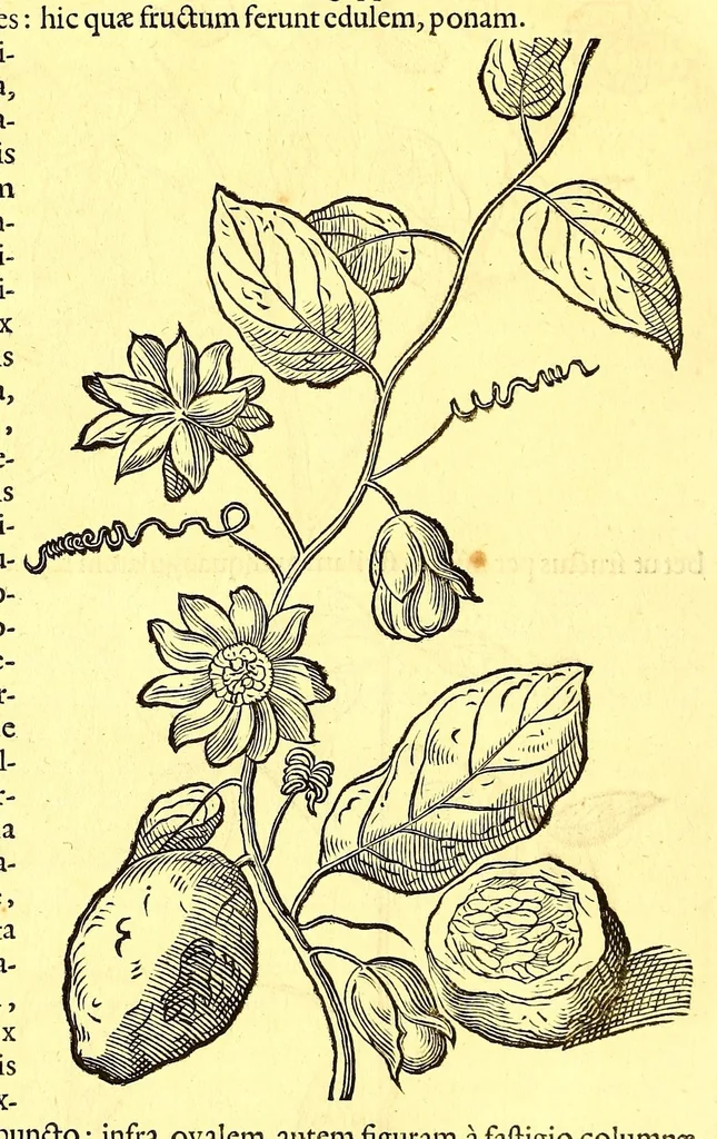 An illustration from Georgi Marcgravi de Liebstad, misnici Germani, Historiæ rerum naturalium Brasiliæ, libri octo ... : Cum appendice de Tapuyis, et Chilensibus., 1648, leaf 218