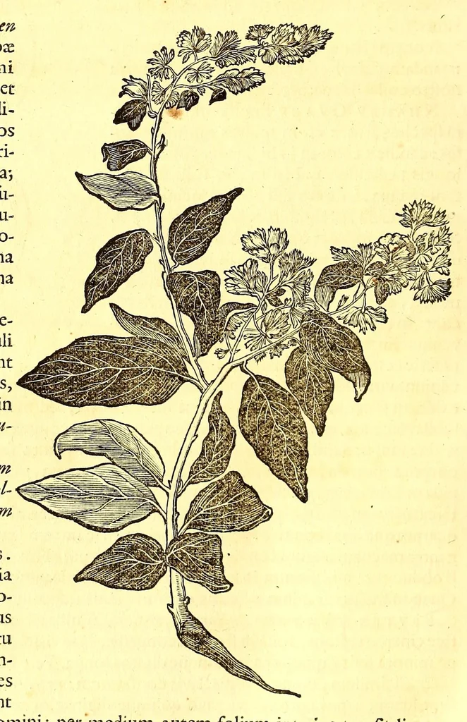 An illustration from Georgi Marcgravi de Liebstad, misnici Germani, Historiæ rerum naturalium Brasiliæ, libri octo ... : Cum appendice de Tapuyis, et Chilensibus., 1648, leaf 226