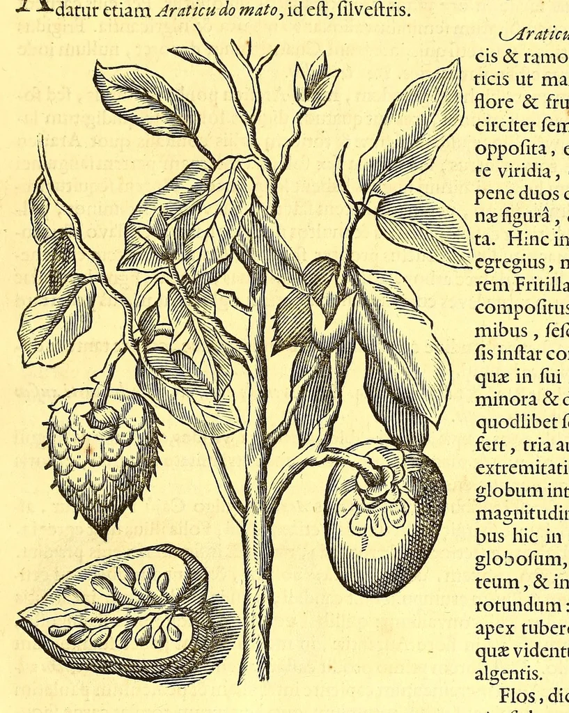 An illustration from Georgi Marcgravi de Liebstad, misnici Germani, Historiæ rerum naturalium Brasiliæ, libri octo ... : Cum appendice de Tapuyis, et Chilensibus., 1648, leaf 241