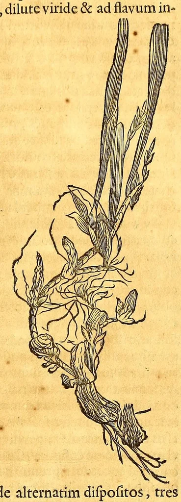 An illustration from Georgi Marcgravi de Liebstad, misnici Germani, Historiæ rerum naturalium Brasiliæ, libri octo ... : Cum appendice de Tapuyis, et Chilensibus., 1648, leaf 255
