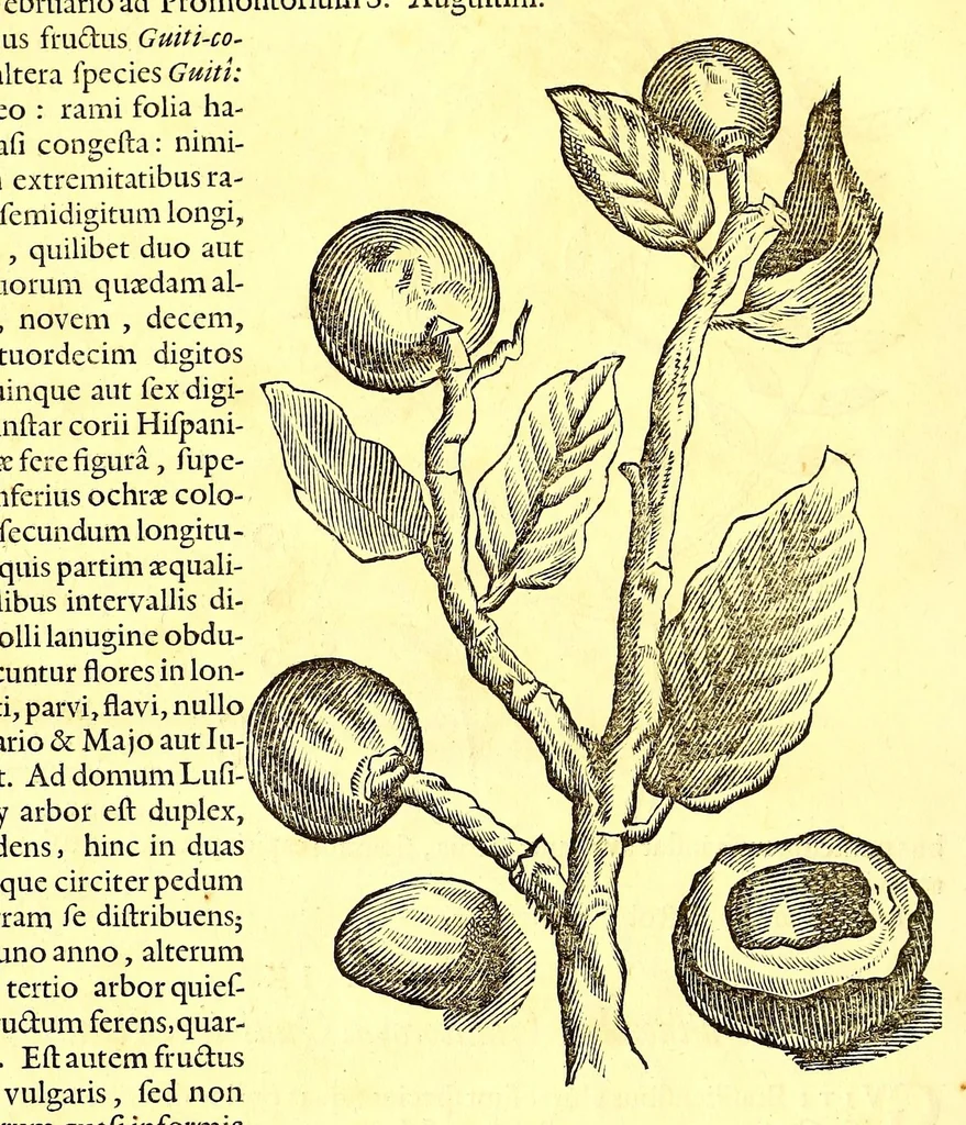 An illustration from Georgi Marcgravi de Liebstad, misnici Germani, Historiæ rerum naturalium Brasiliæ, libri octo ... : Cum appendice de Tapuyis, et Chilensibus., 1648, leaf 262