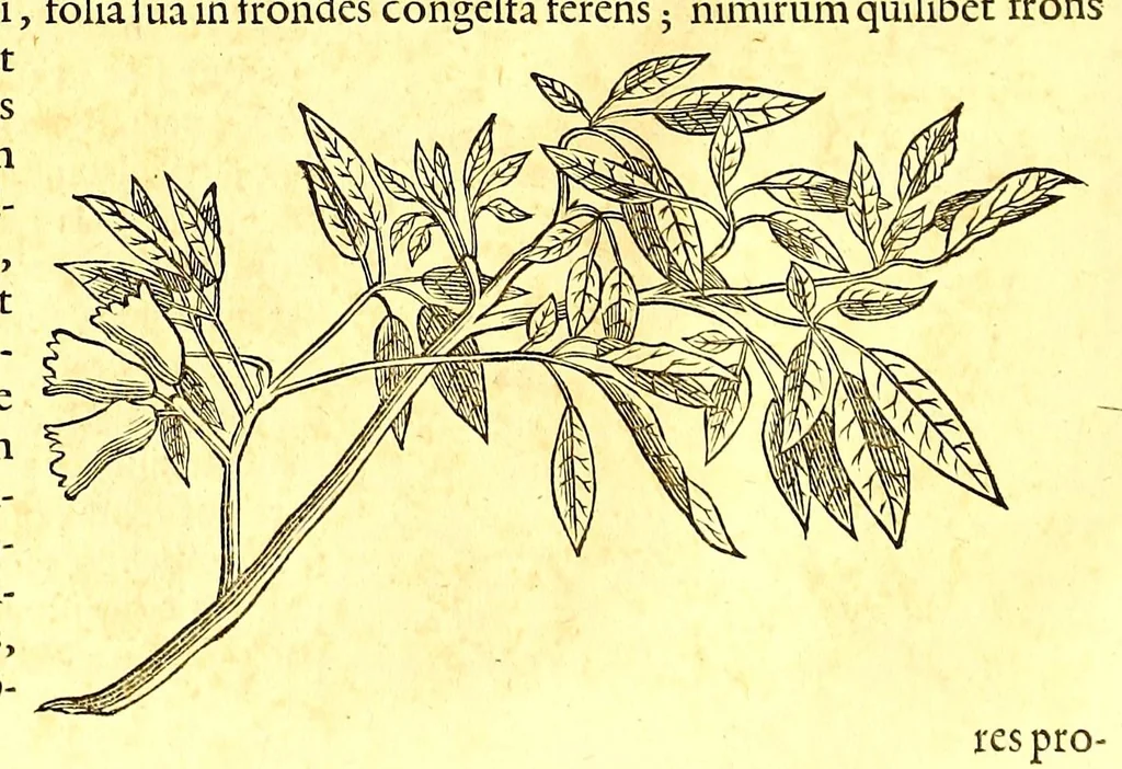 An illustration from Georgi Marcgravi de Liebstad, misnici Germani, Historiæ rerum naturalium Brasiliæ, libri octo ... : Cum appendice de Tapuyis, et Chilensibus., 1648, leaf 266