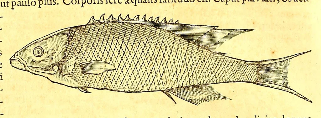 An illustration from Georgi Marcgravi de Liebstad, misnici Germani, Historiæ rerum naturalium Brasiliæ, libri octo ... : Cum appendice de Tapuyis, et Chilensibus., 1648, leaf 294