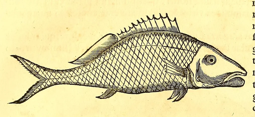 An illustration from Georgi Marcgravi de Liebstad, misnici Germani, Historiæ rerum naturalium Brasiliæ, libri octo ... : Cum appendice de Tapuyis, et Chilensibus., 1648, leaf 303