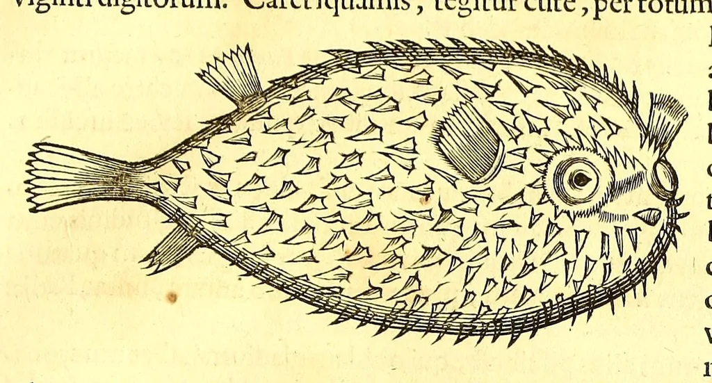 An illustration from Georgi Marcgravi de Liebstad, misnici Germani, Historiæ rerum naturalium Brasiliæ, libri octo ... : Cum appendice de Tapuyis, et Chilensibus., 1648, leaf 307