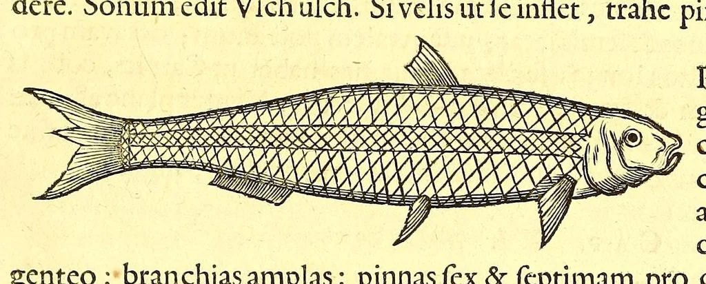 An illustration from Georgi Marcgravi de Liebstad, misnici Germani, Historiæ rerum naturalium Brasiliæ, libri octo ... : Cum appendice de Tapuyis, et Chilensibus., 1648, leaf 307