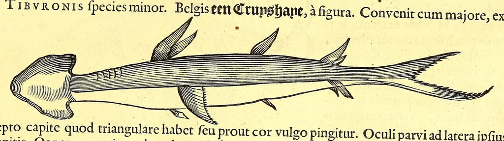 An illustration from Georgi Marcgravi de Liebstad, misnici Germani, Historiæ rerum naturalium Brasiliæ, libri octo ... : Cum appendice de Tapuyis, et Chilensibus., 1648, leaf 329