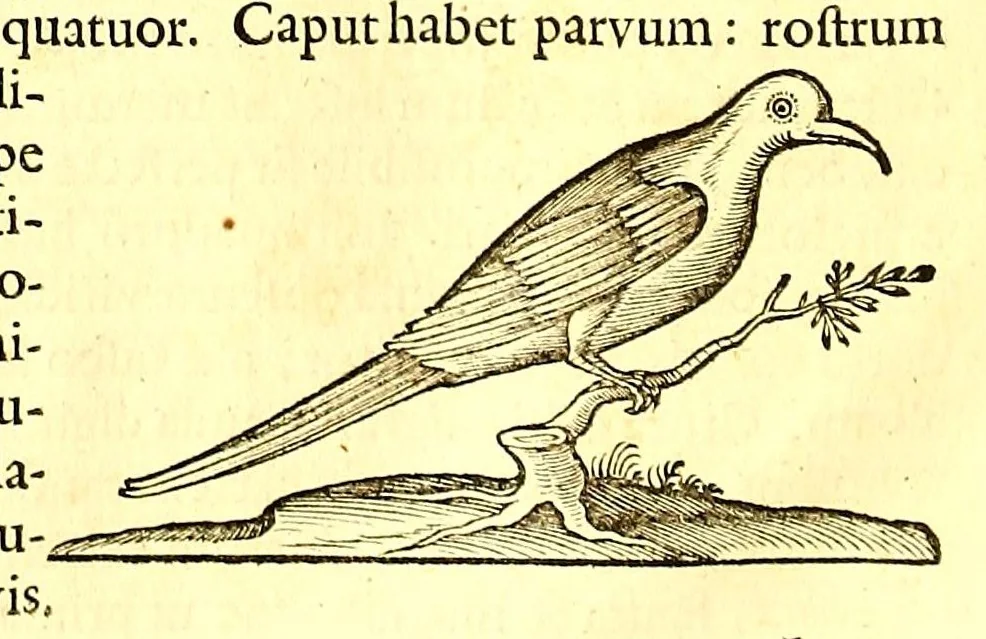 An illustration from Georgi Marcgravi de Liebstad, misnici Germani, Historiæ rerum naturalium Brasiliæ, libri octo ... : Cum appendice de Tapuyis, et Chilensibus., 1648, leaf 346
