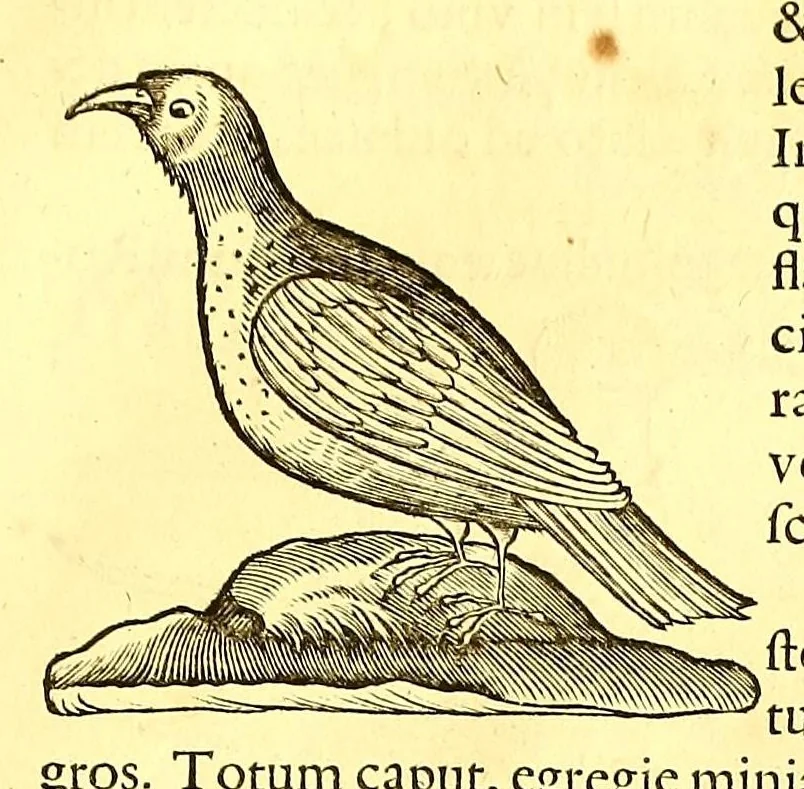 An illustration from Georgi Marcgravi de Liebstad, misnici Germani, Historiæ rerum naturalium Brasiliæ, libri octo ... : Cum appendice de Tapuyis, et Chilensibus., 1648, leaf 363