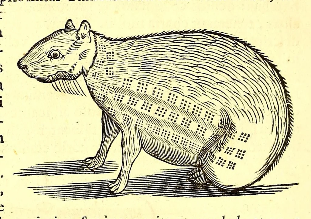 An illustration from Georgi Marcgravi de Liebstad, misnici Germani, Historiæ rerum naturalium Brasiliæ, libri octo ... : Cum appendice de Tapuyis, et Chilensibus., 1648, leaf 372