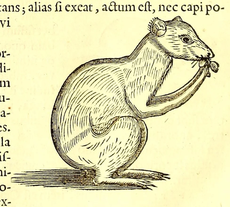An illustration from Georgi Marcgravi de Liebstad, misnici Germani, Historiæ rerum naturalium Brasiliæ, libri octo ... : Cum appendice de Tapuyis, et Chilensibus., 1648, leaf 372