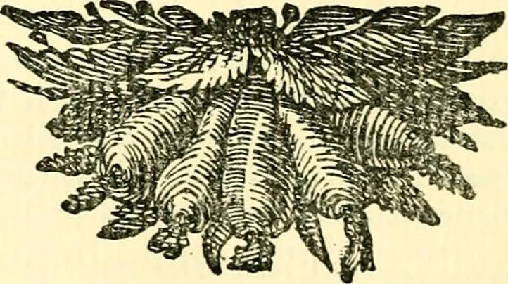 An illustration from The German sectarians of Pennsylvania : a critical and legendary history of the Ephrata Cloister and the Dunkers, 1899, leaf 497