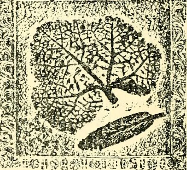 An illustration from The German sectarians of Pennsylvania : a critical and legendary history of the Ephrata Cloister and the Dunkers, 1899, leaf 595