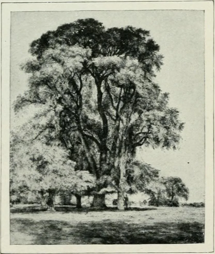 An illustration from Geschichte der Kunst in Grossbritannien und Irland, 1909, leaf 317