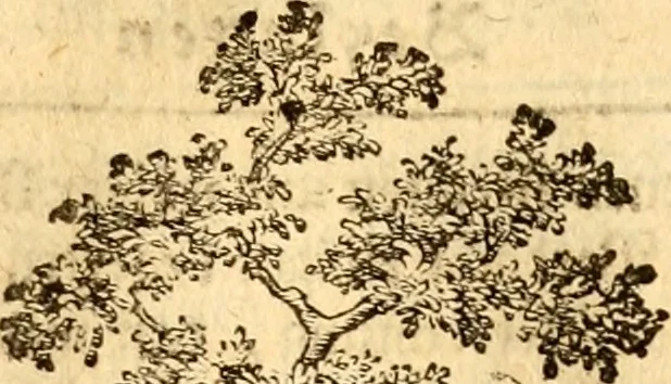 An illustration from Geschichte des Herzogthums Würtenberg unter der Regierung der Herzogen, 1764, leaf 244