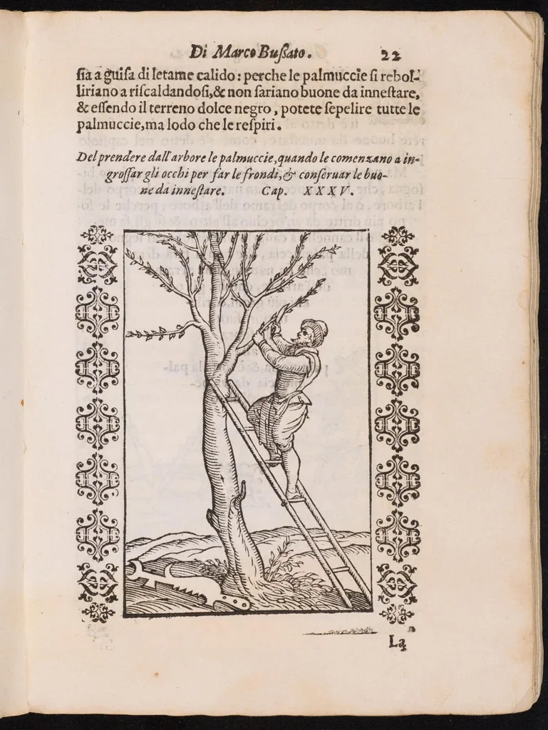An illustration from Giardino di agricoltura ... : nel quale ... si tratta di tutto quello, che s'appartiene à sapere à un perfetto giardiniero, 1593, leaf 55