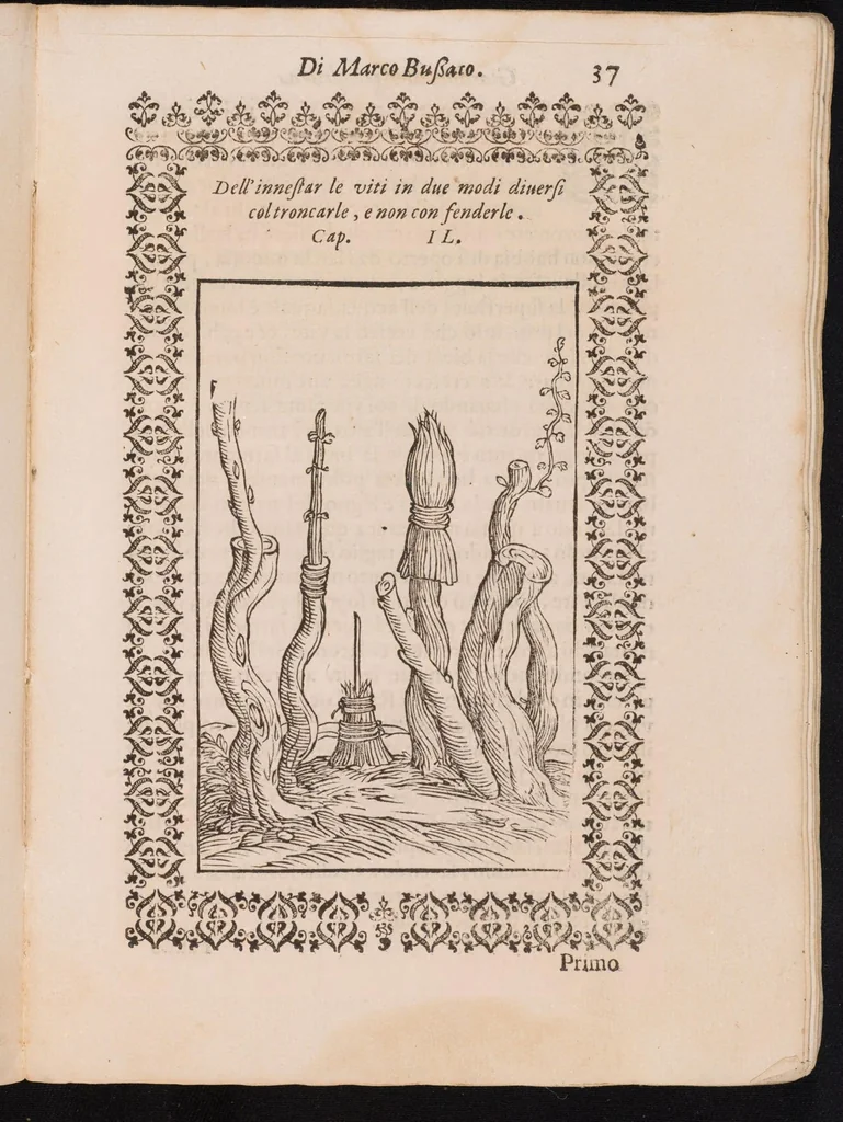 An illustration from Giardino di agricoltura ... : nel quale ... si tratta di tutto quello, che s'appartiene à sapere à un perfetto giardiniero, 1593, leaf 85