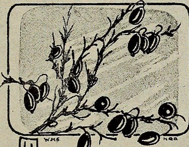An illustration from Gift card designing, 1922, leaf 19