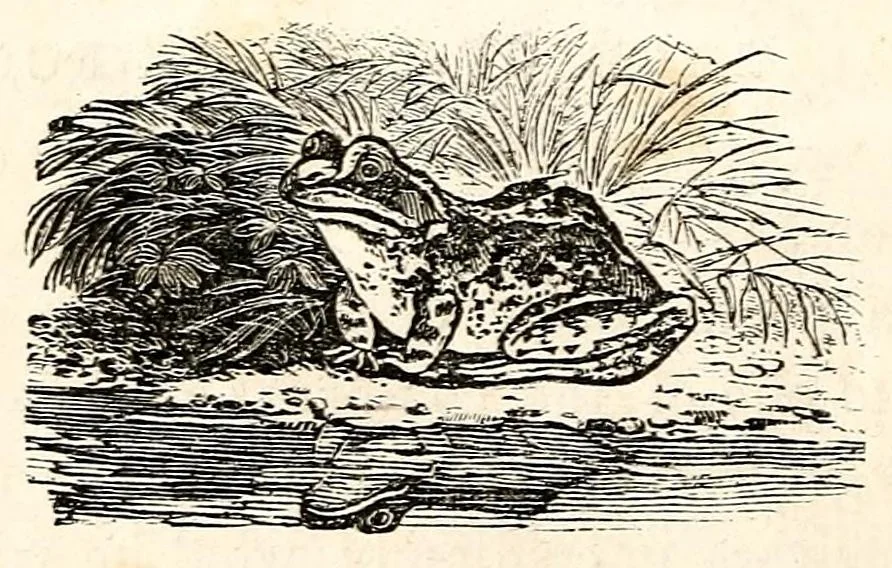 An illustration from The girl's own book, 1833, leaf 44