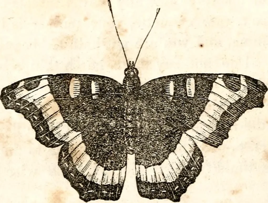An illustration from The girl's own book, 1833, leaf 23