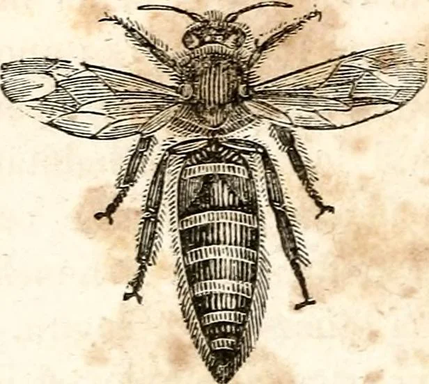 An illustration from The girl's own book, 1833, leaf 237