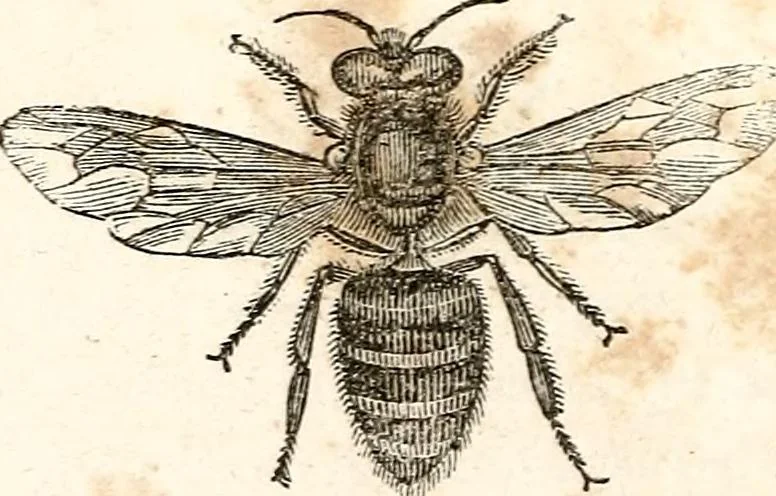 An illustration from The girl's own book, 1833, leaf 237