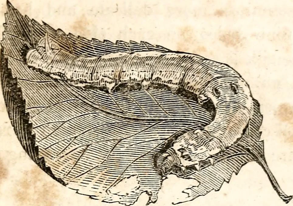 An illustration from The girl's own book, 1833, leaf 244