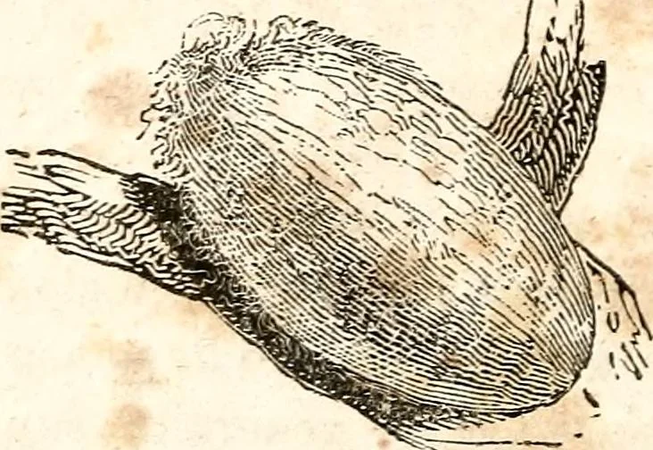 An illustration from The girl's own book, 1833, leaf 245