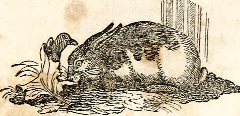 An illustration from The girl's own book, 1833, leaf 248
