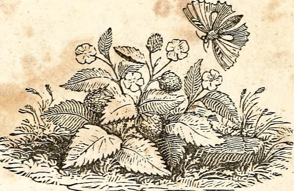An illustration from The girl's own book, 1833, leaf 257