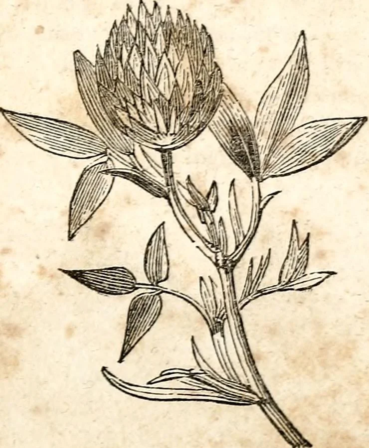 An illustration from The girl's own book, 1833, leaf 292