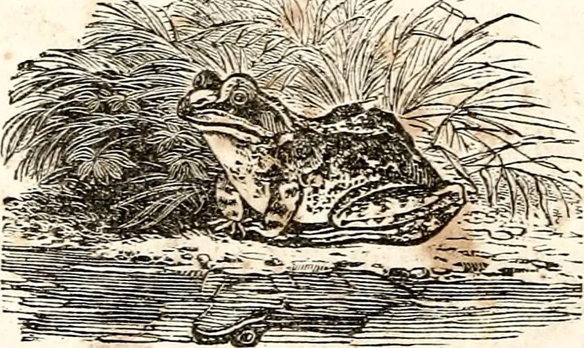 An illustration from The girl's own book, 1833, leaf 43